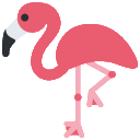 flamingo